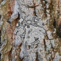 camouflaged prey on "bark" background